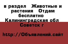  в раздел : Животные и растения » Отдам бесплатно . Калининградская обл.,Советск г.